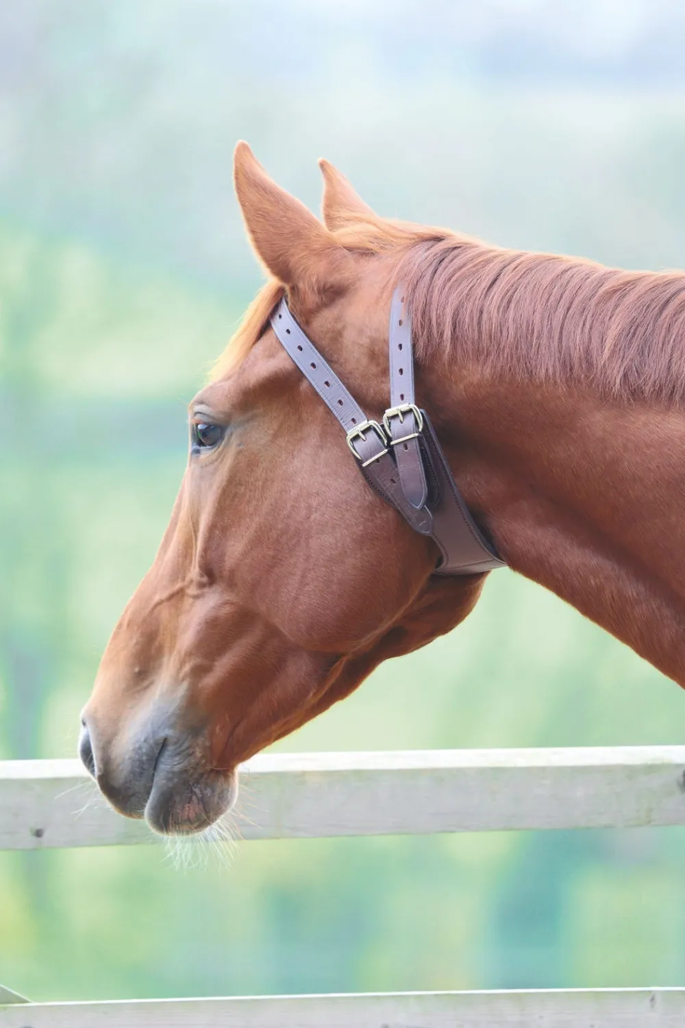 Anti-Crib Collar^Shires Equestrian Hot