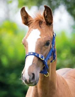 ARMA Foal Headcollar^Shires Equestrian Clearance