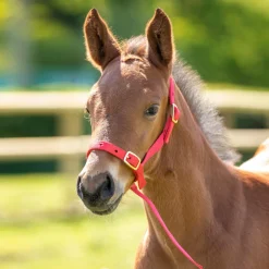 ARMA Foal Slip^Shires Equestrian Clearance