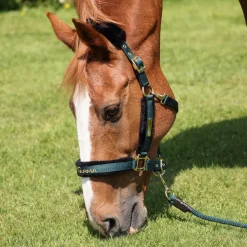 ARMA Logo Headcollar & Lead Rope^Shires Equestrian Clearance