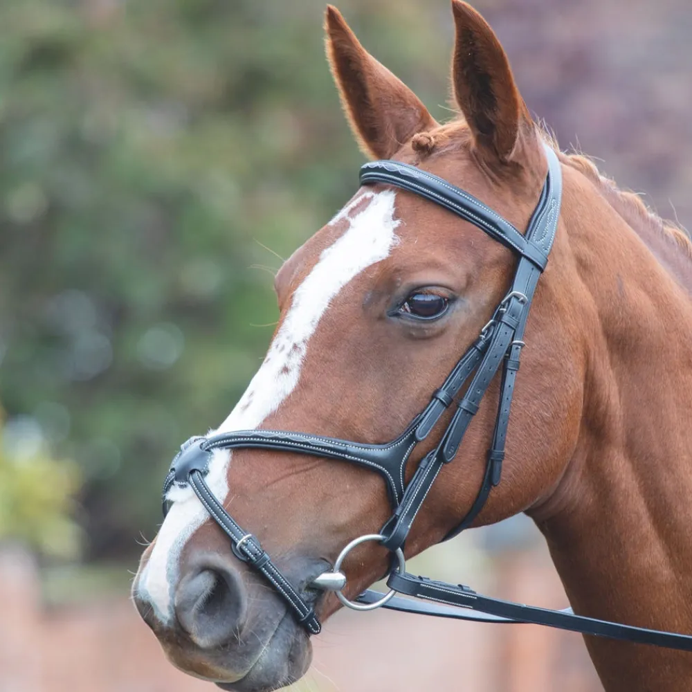 Avignon Grackle Bridle^Shires Equestrian Hot