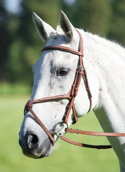 Avignon Grackle Bridle^Shires Equestrian Hot