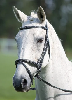 Avignon Padded Raised Flash Bridle^Shires Equestrian