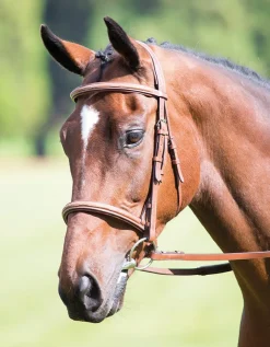 Avignon Raised Cavesson Bridle^Shires Equestrian Outlet