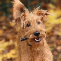 Digby & Fox Buffalo Tripe^Shires Equestrian Best