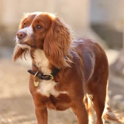 Digby & Fox Fine Rope Collar^Shires Equestrian Best