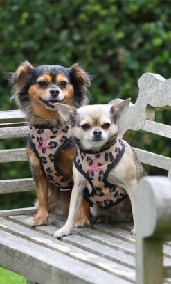 Digby & Fox Print Harness^Shires Equestrian Online