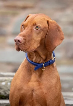 Digby & Fox Rolled Leather Dog Collar^Shires Equestrian Outlet