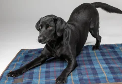 Digby & Fox Tweed Blanket^Shires Equestrian Online