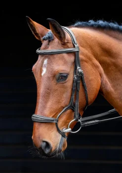Salisbury Brampton Bridle^Shires Equestrian Best