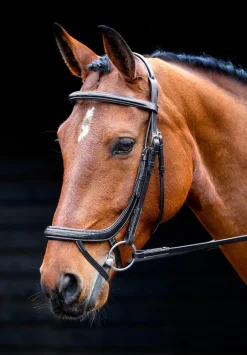 Salisbury Buckingham Bridle^Shires Equestrian Best