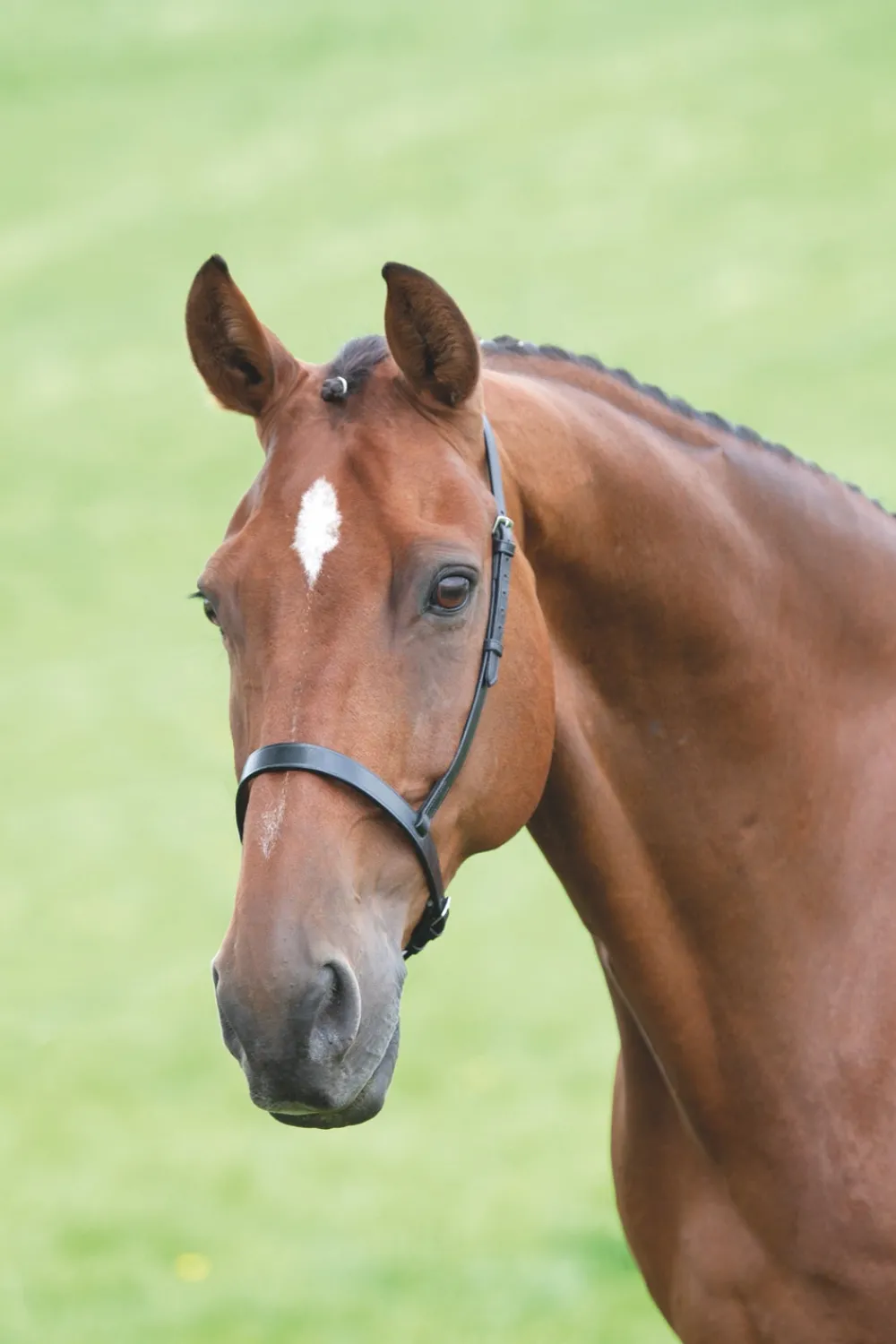 Velociti GARA Cavesson Noseband^Shires Equestrian Outlet