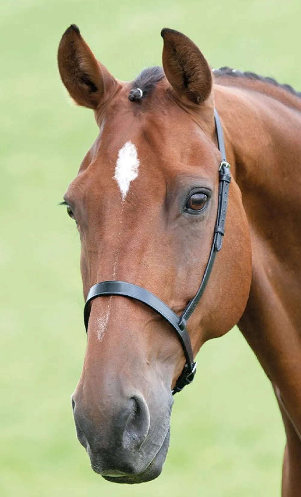 Velociti GARA Cavesson Noseband^Shires Equestrian Outlet