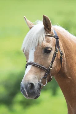 Velociti GARA Clincher Inhand Bridle^Shires Equestrian Online