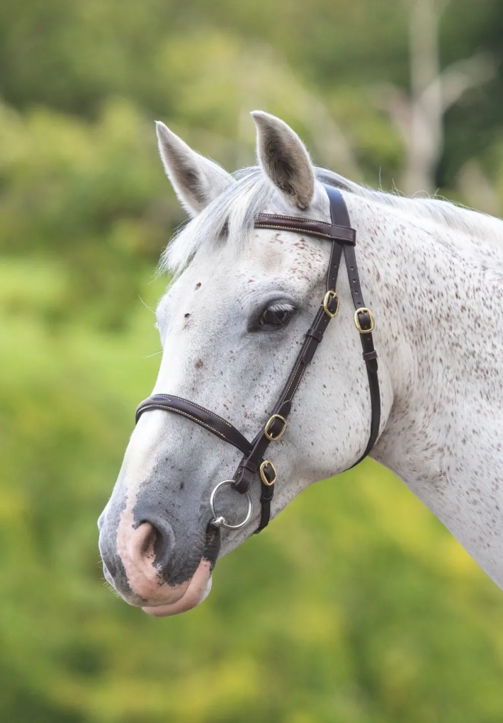Velociti GARA Fancy Stitched Inhand Bridle^Shires Equestrian New