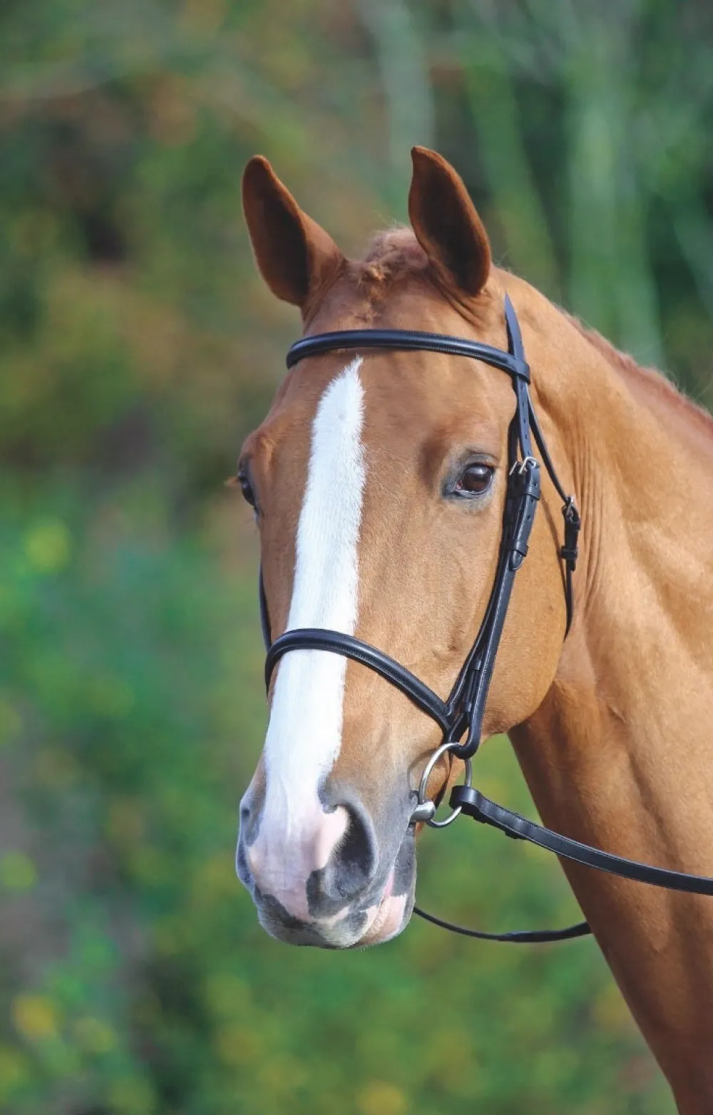 Velociti GARA Raised Cavesson Bridle^Shires Equestrian Sale